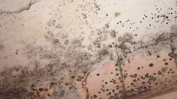 Why You Should Choose Our Mold Remediation Services in Dover Beaches North, NJ